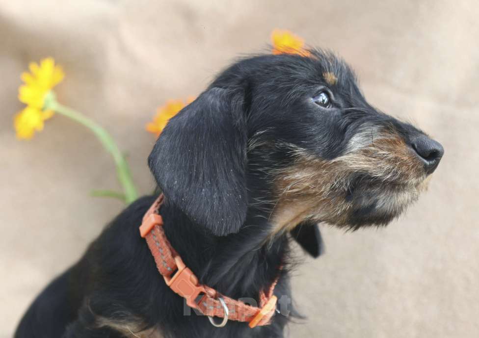 Собаки в Санкт-Петербурге: щенок такса миниатюрная жесткошерстная Девочка, 45 000 руб. - фото 3