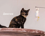 Кошки в Одинцово: котята Девочка, Бесплатно - фото 3