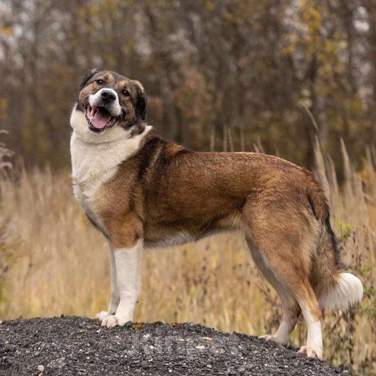 Собаки в Королеве: В поисках дома Берта. Девочка, Бесплатно - фото 2
