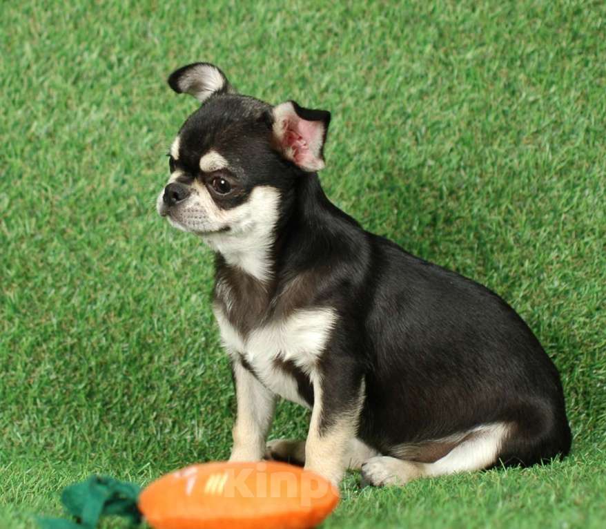 Собаки в Москве: Мальчик чихуахуа Мальчик, 14 000 руб. - фото 4