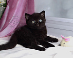 Кошки в Мурином: Британский котик черного окраса Мальчик, 38 000 руб. - фото 9