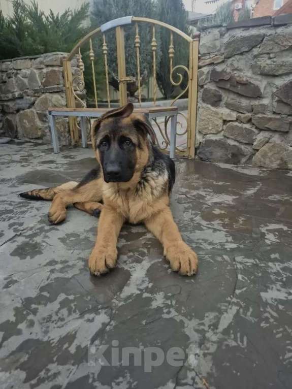 Собаки в Шахте: Немецкие овчарки Мальчик, 65 000 руб. - фото 4