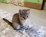 Кошки в Мытищах: Британские котята  Мальчик, 10 000 руб. - фото 2
