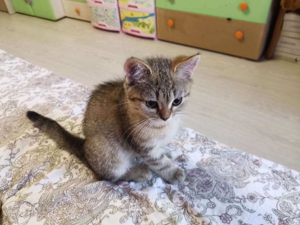 Кошки в Мытищах: Британские котята  Мальчик, 10 000 руб. - фото 2