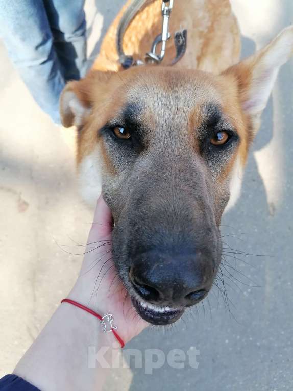 Собаки в Москве: Честер, удивительно красивый пес Мальчик, Бесплатно - фото 4