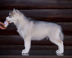 Собаки в Энгельс: ЗАКЛИНАТЕЛЬ ВЬЮГИ ОТВАЖНЫЙ КАЙ Мальчик, 55 000 руб. - фото 7