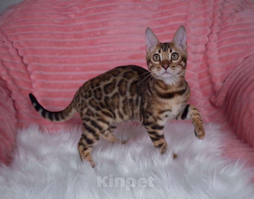 Кошки в Санкт-Петербурге: Бенгальский котенок мальчик Мальчик, 45 000 руб. - фото 4