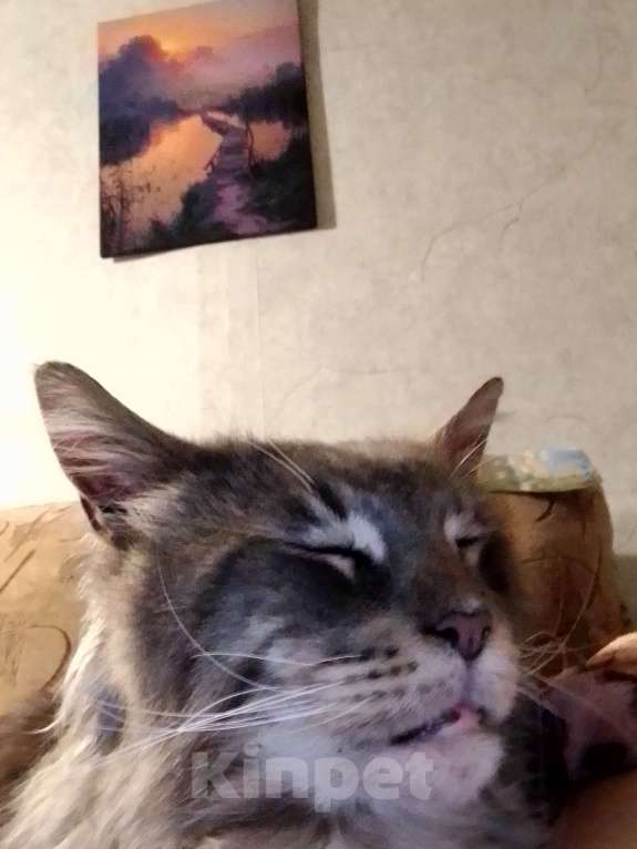 Кошки в Воронеже: Пропал кот породы Мейн кун Мальчик, 1 000 руб. - фото 2