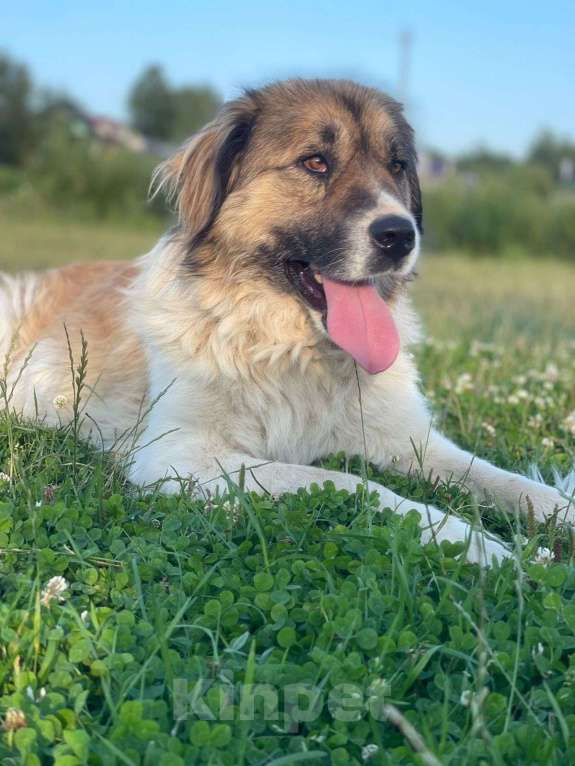 Собаки в Владимире: Метис кавказской овчарки Девочка, Бесплатно - фото 2