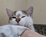 Кошки в других городах Иркутской области: Милый одинокий котёнок Девочка, Бесплатно - фото 6