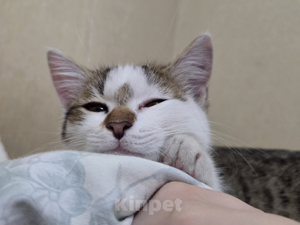 Кошки в других городах Иркутской области: Милый одинокий котёнок Девочка, Бесплатно - фото 6