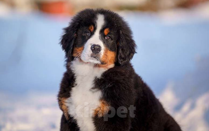 Собаки в Волоколамске: Бернский Зенненхунд, Мия. Девочка, 150 000 руб. - фото 1
