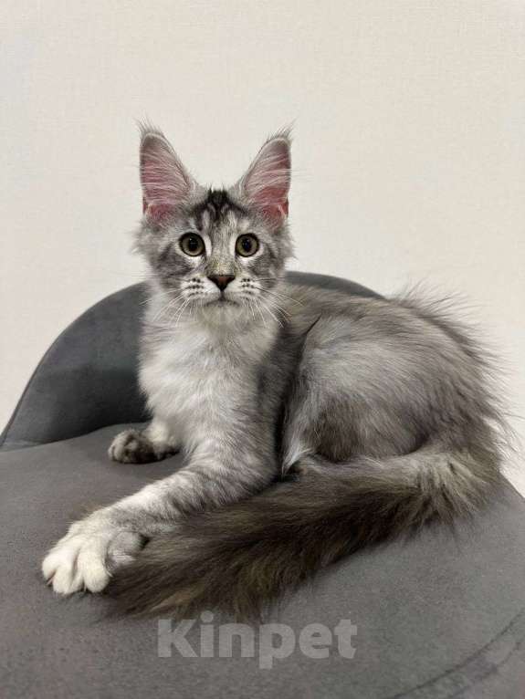 Кошки в Нижнем Новгороде: Котенок породы Мейн-кун Мальчик, Бесплатно - фото 1
