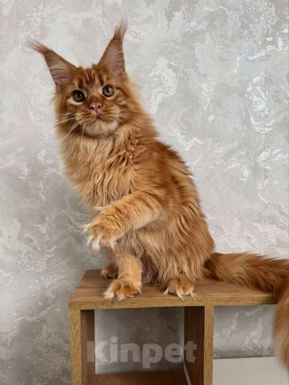 Кошки в Москве: Котёнок мейн-кун Мальчик, 65 000 руб. - фото 2