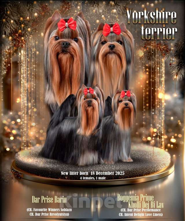 Собаки в других городах Свердловской области: Йоркширский терьер щенок Девочка, 65 000 руб. - фото 4