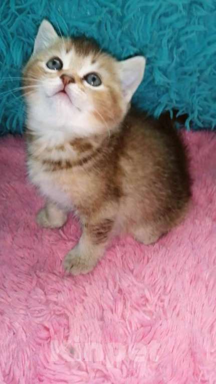 Кошки в Москве: Шотландские котята шиншилла  Девочка, 20 000 руб. - фото 5