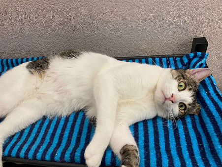 Емеля в поисках дома