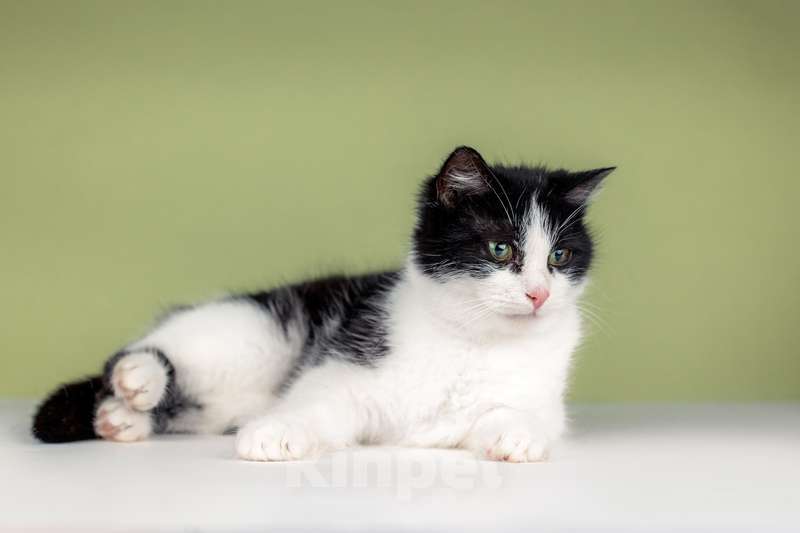 Кошки в Москве: Очаровательная ласкуша Рыбка в добрые руки Девочка, Бесплатно - фото 8