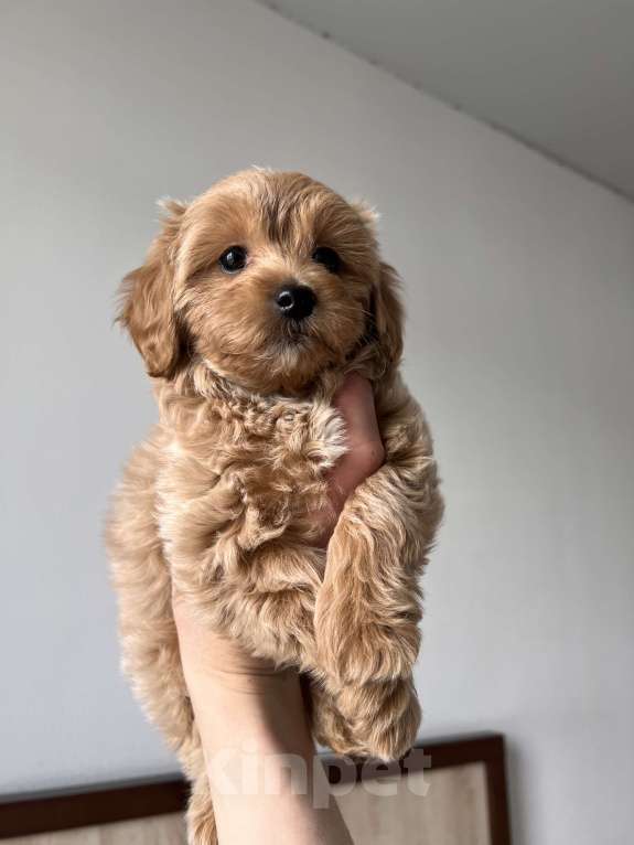 Собаки в Москве: Мальтипу Девочка, 110 000 руб. - фото 4