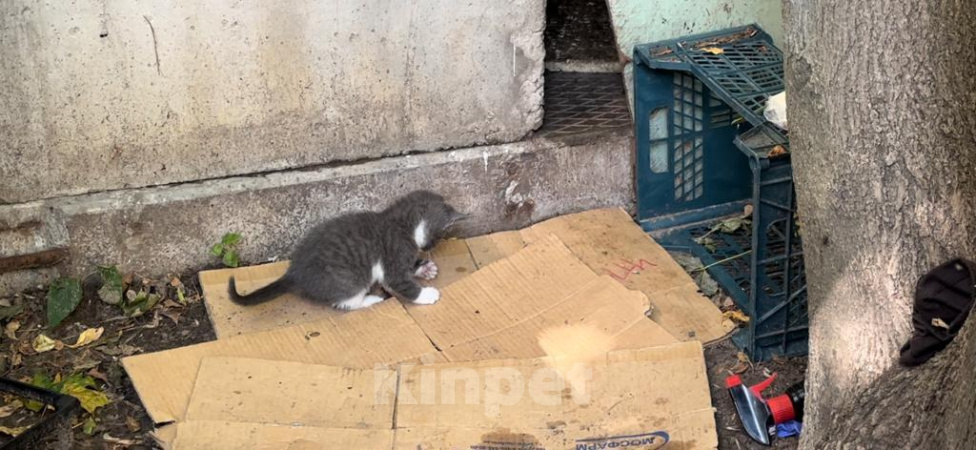 Кошки в Москве: Целебные котята Мальчик, 10 руб. - фото 3