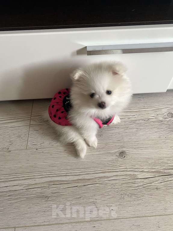 Собаки в Ногинске: Шпиц померанский  Девочка, 30 000 руб. - фото 4