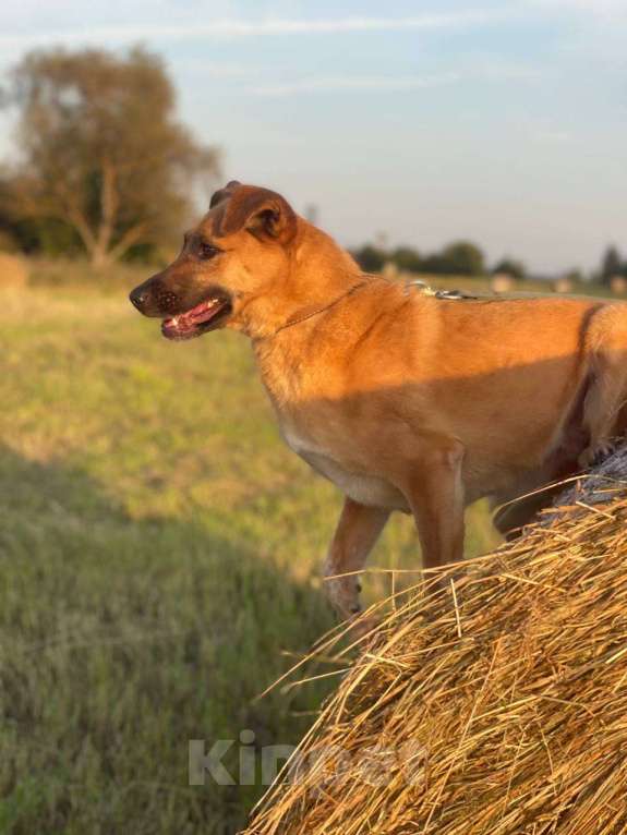Собаки в Владимире: Девочка в добрые руки Девочка, Бесплатно - фото 1