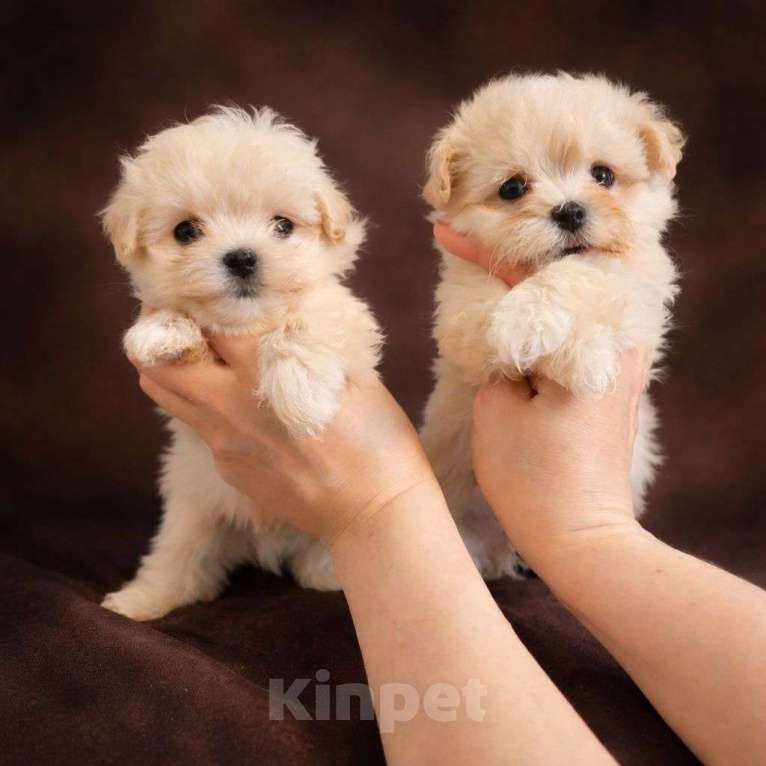 Собаки в Москве: Мальтипу микро ф 1 Мальчик, 115 000 руб. - фото 1