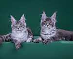 Кошки в Красногорске: Котенок  Девочка, Бесплатно - фото 2