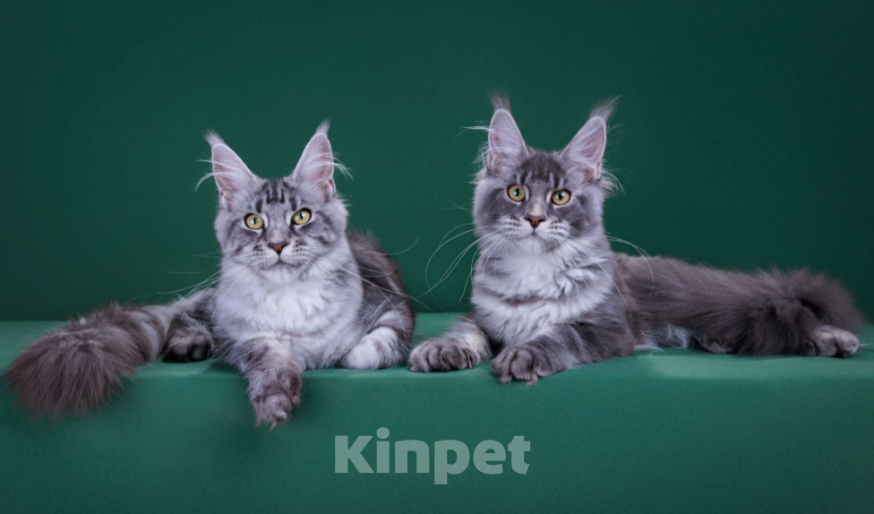 Кошки в Красногорске: Котенок  Девочка, Бесплатно - фото 2