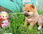 Собаки в Краснозаводске: Булочка ищет родителей Девочка, 55 000 руб. - фото 4