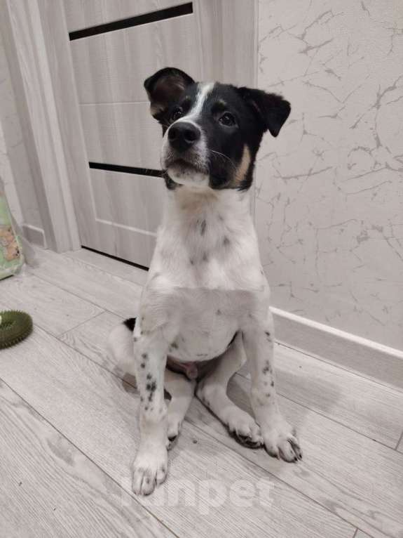 Собаки в Москве: Спайк якутенок Мальчик, Бесплатно - фото 2