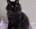 Кошки в Казани: Котик Мейн кун Мальчик, 55 000 руб. - фото 2