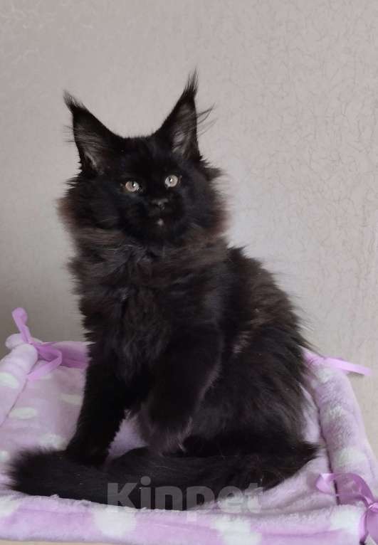 Кошки в Казани: Котик Мейн кун Мальчик, 55 000 руб. - фото 2