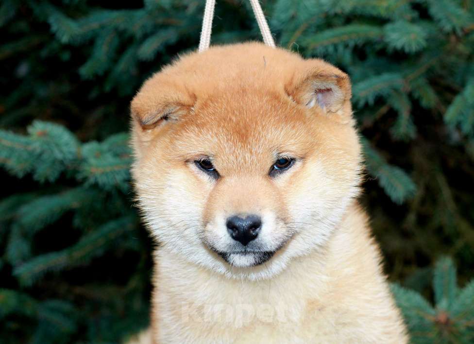 Собаки в Сергиеве Посаде: Девочка Сиба Ину Девочка, 60 000 руб. - фото 3