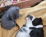 Кошки в других городах Рязанской области: Котята в добрые руки Мальчик, Бесплатно - фото 1
