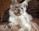 Кошки в Челябинске: Кошечка мейн кун Девочка, 50 000 руб. - фото 2