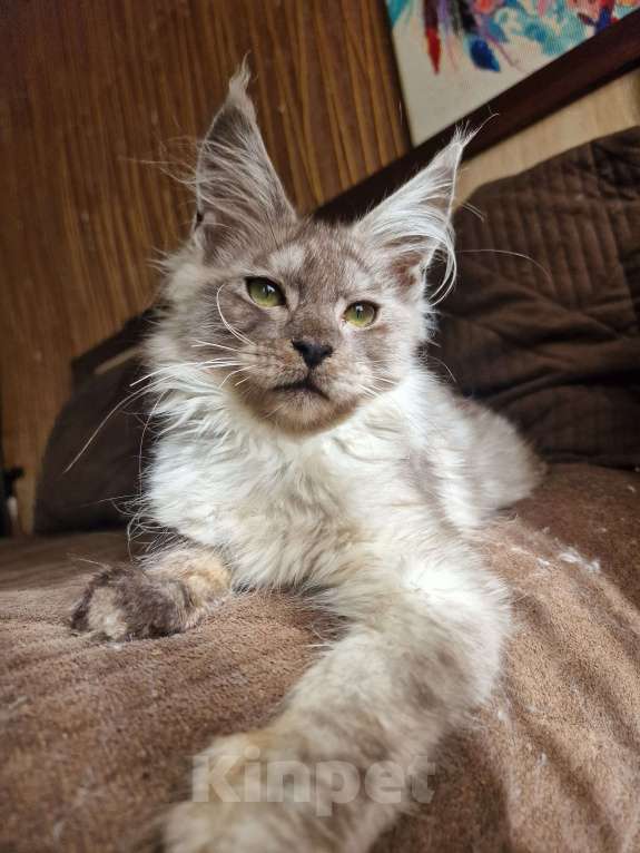 Кошки в Челябинске: Кошечка мейн кун Девочка, 50 000 руб. - фото 2