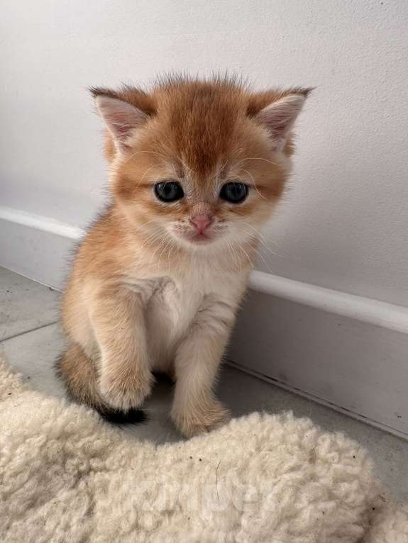 Кошки в других городах Московской области: Новогодние британские котята Мальчик, 50 000 руб. - фото 5