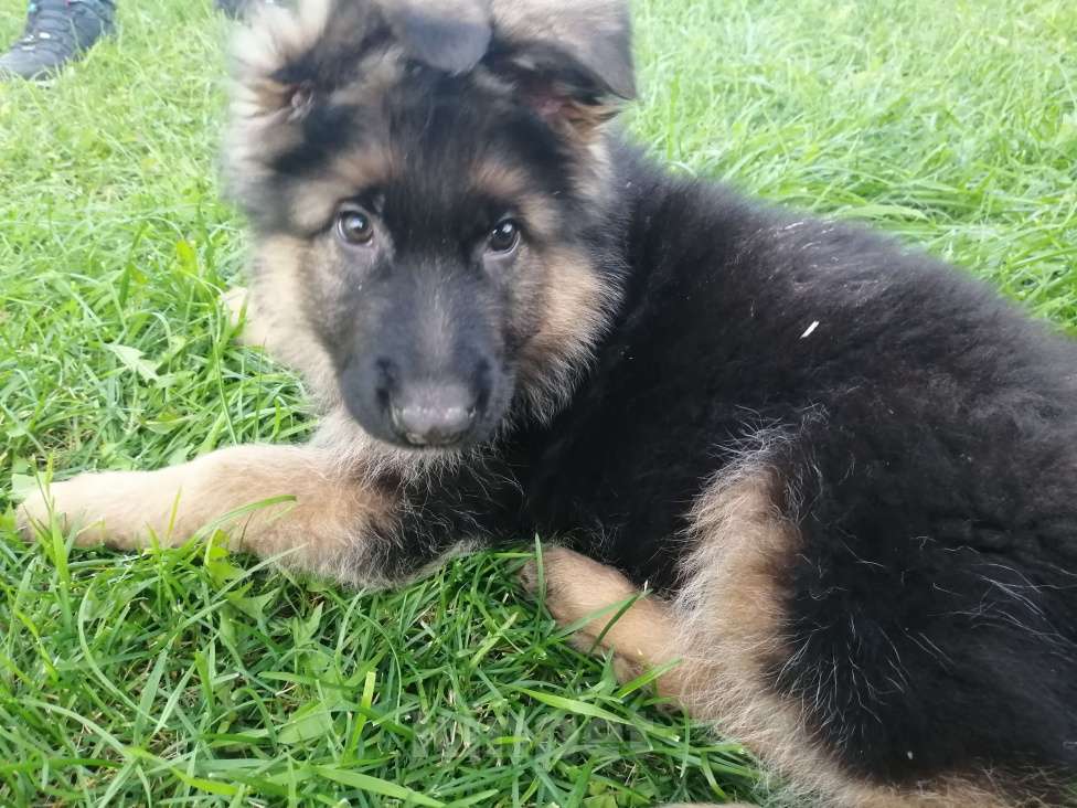 Собаки в Первоуральске: Продаются щенки немецкой овчарки длинношерстной  Мальчик, 45 000 руб. - фото 2