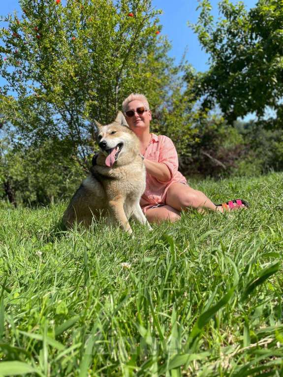 Собаки в других городах Краснодарского края: Мама Юма с дочей Умой в дар Девочка, Бесплатно - фото 7