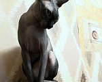 Кошки в Бийске: Вязка кот, 1 000 руб. - фото 1