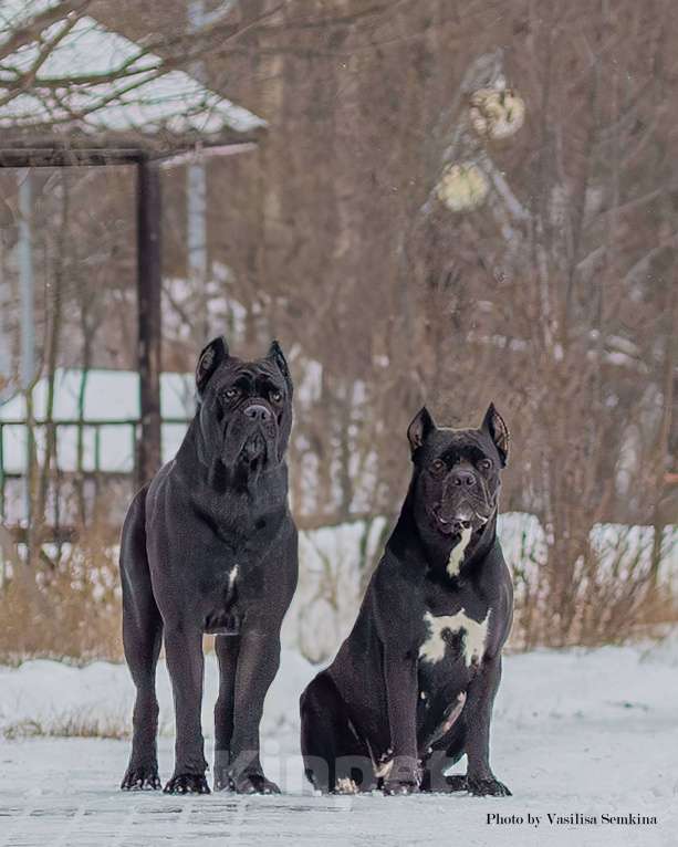 Собаки в Москве: Кобель Кане Корсо для вязки Мальчик, Бесплатно - фото 3