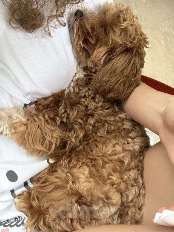 Собаки в Москве: Мальтипу Китай  Девочка, 200 000 руб. - фото 2