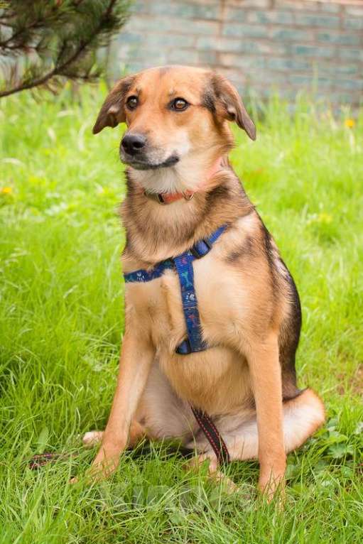 Собаки в Москве: Идеальная женская собачка Дафна в добрые руки Девочка, Бесплатно - фото 2