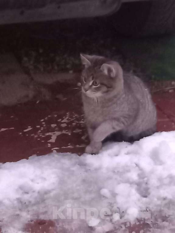 Кошки в других городах Московской области: SOS! Котёнок СРОЧНО ищет дом!!! Мальчик, Бесплатно - фото 3