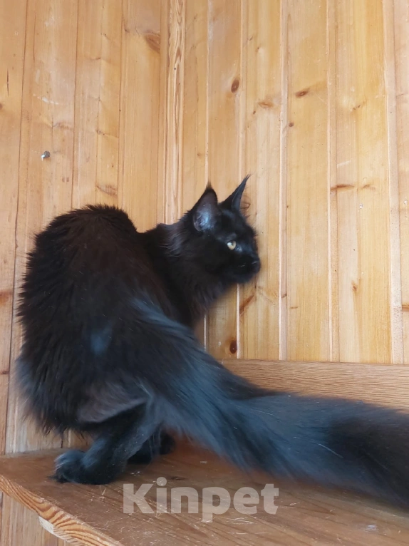 Кошки в Москве: Котик в любимочки Мальчик, 1 руб. - фото 3