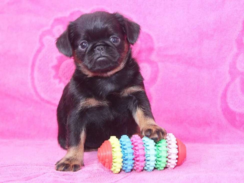 Собаки в Санкт-Петербурге: Шалун Мальчик, 80 000 руб. - фото 5