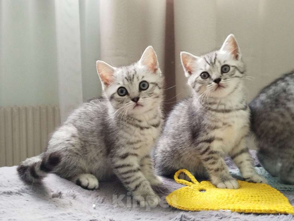 Кошки в Москве: Британские котята 2 месяца Мальчик, 15 000 руб. - фото 4