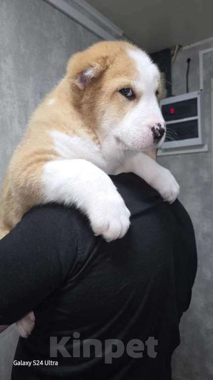 Собаки в Москве: Алабай Пацан Мальчик, 40 000 руб. - фото 4