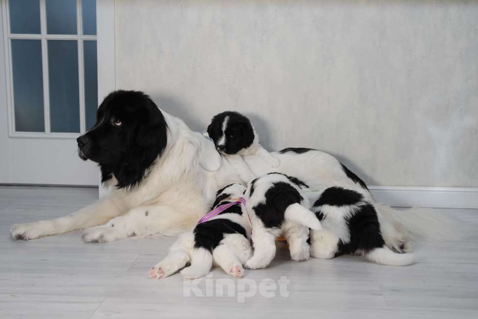 Собаки в других городах Московской области: Щенки Ландсира Девочка, Бесплатно - фото 2